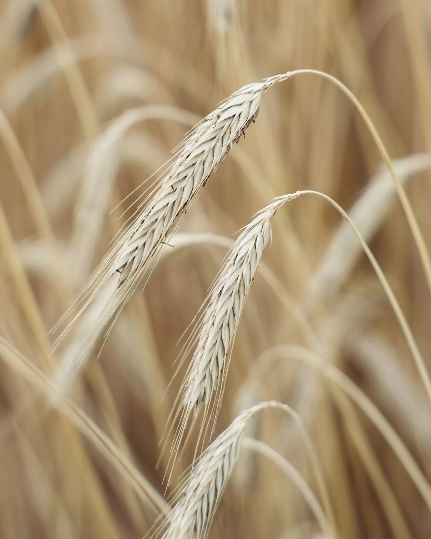 vertical-selective-focus-shot-of-wheat-on-a-wheat-2025-02-02-14-39-34-utc-1b3c9f2b